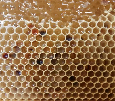 Hexton Hives