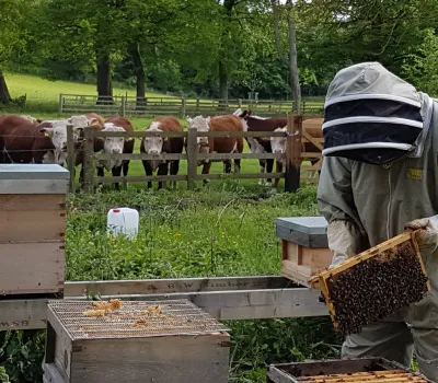 Hexton Hives